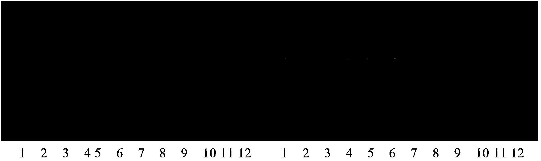 SiRNA (small interfering ribose nucleic acid) for inhibiting homosapiens chromosome2open reading frame 3(C2 or f3) (GCF) gene expression, carrier of SiRNA for inhibiting GCF gene expression and application