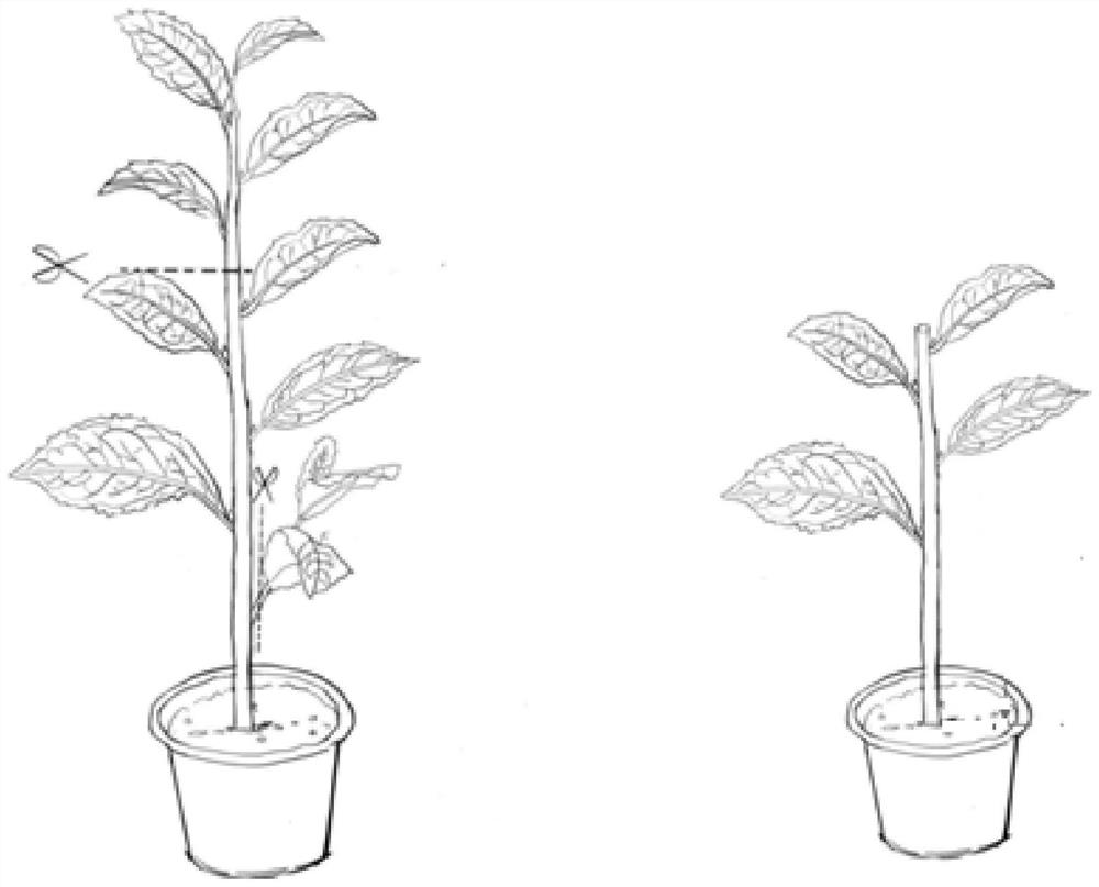 Tea tree grafting seedling raising method and application thereof