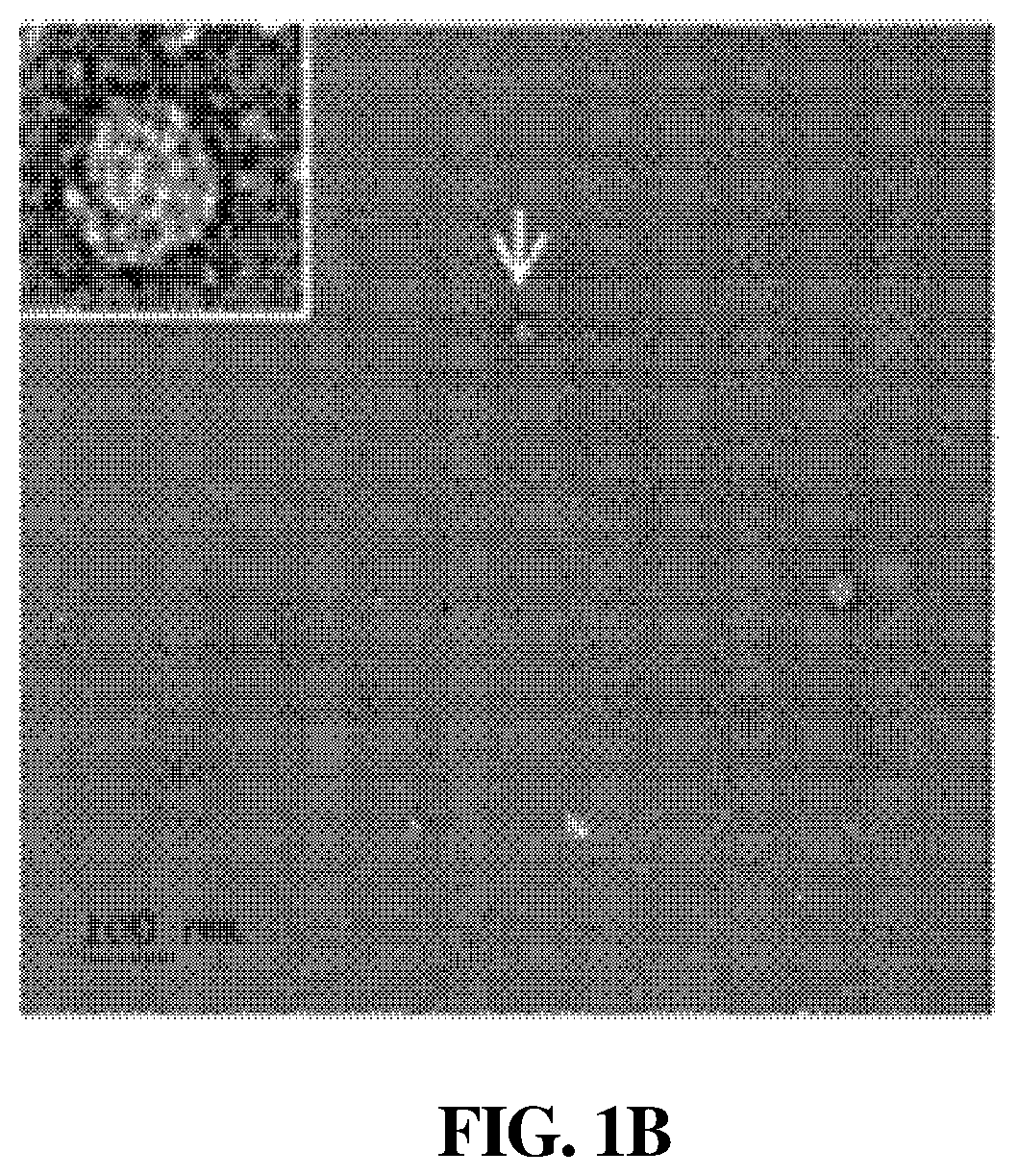 Composition comprising induced exosome for hair regeneration