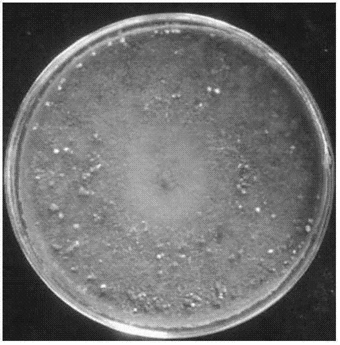 Trichoderma harzianum strain, and its application in control of potato late blight