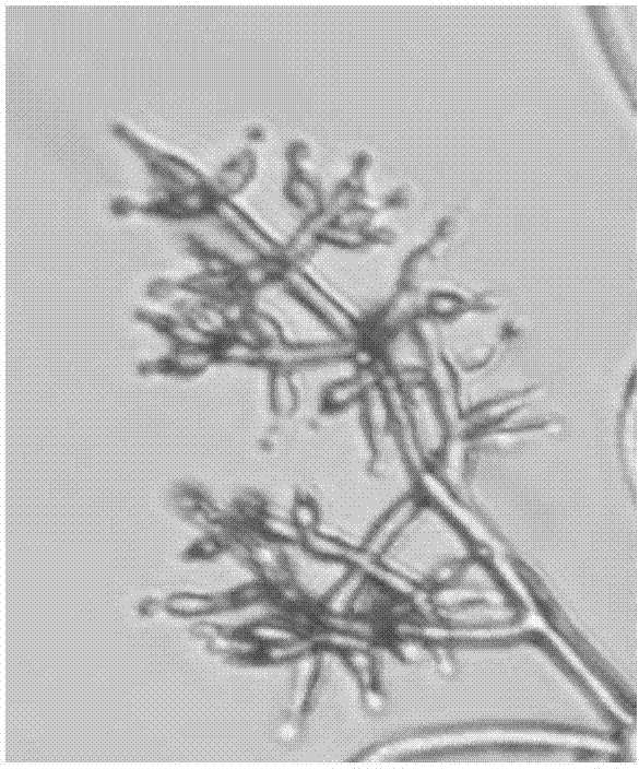 Trichoderma harzianum strain, and its application in control of potato late blight