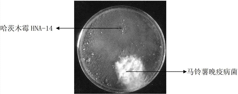 Trichoderma harzianum strain, and its application in control of potato late blight