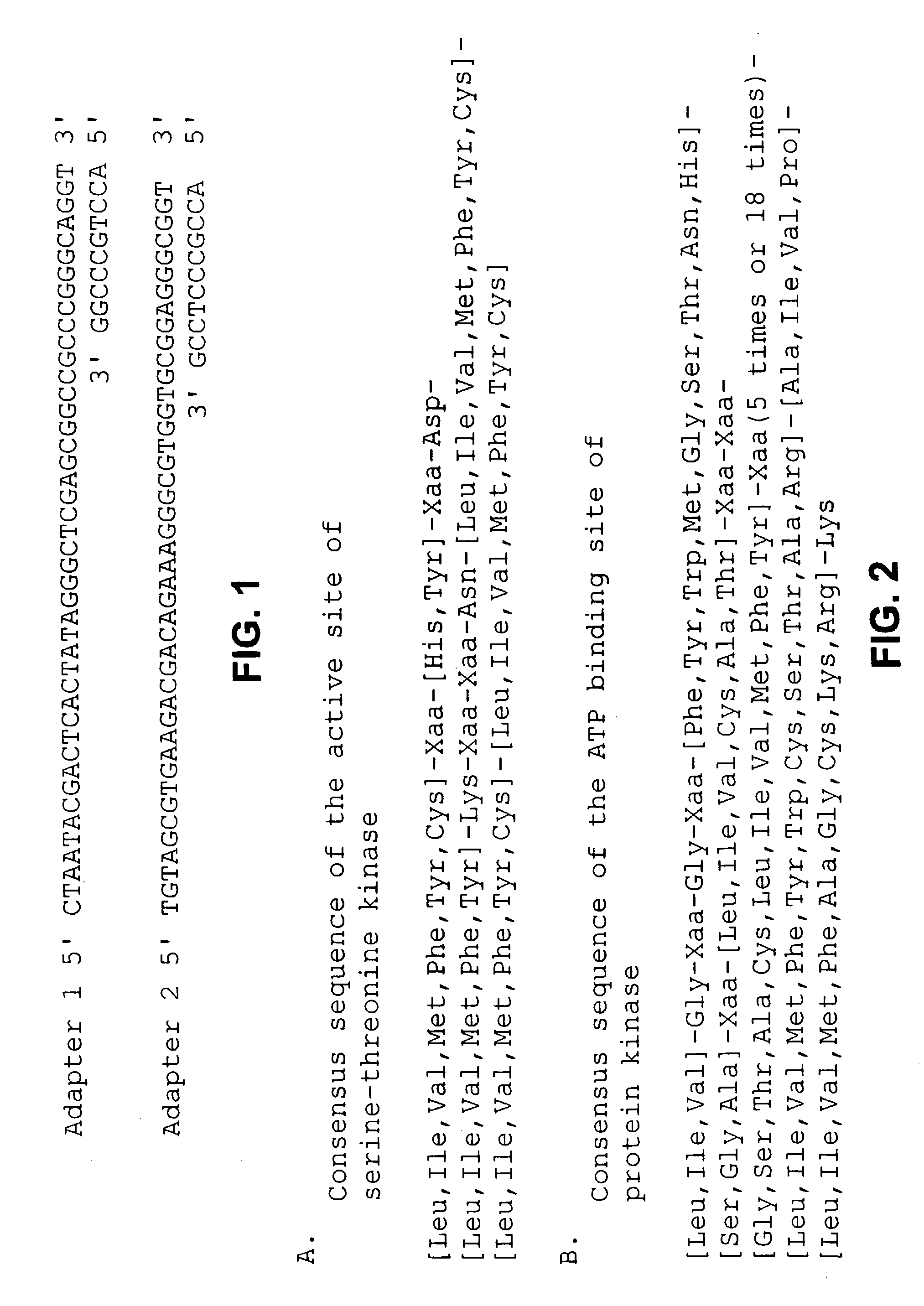 Novel serine-threonine kinase gene