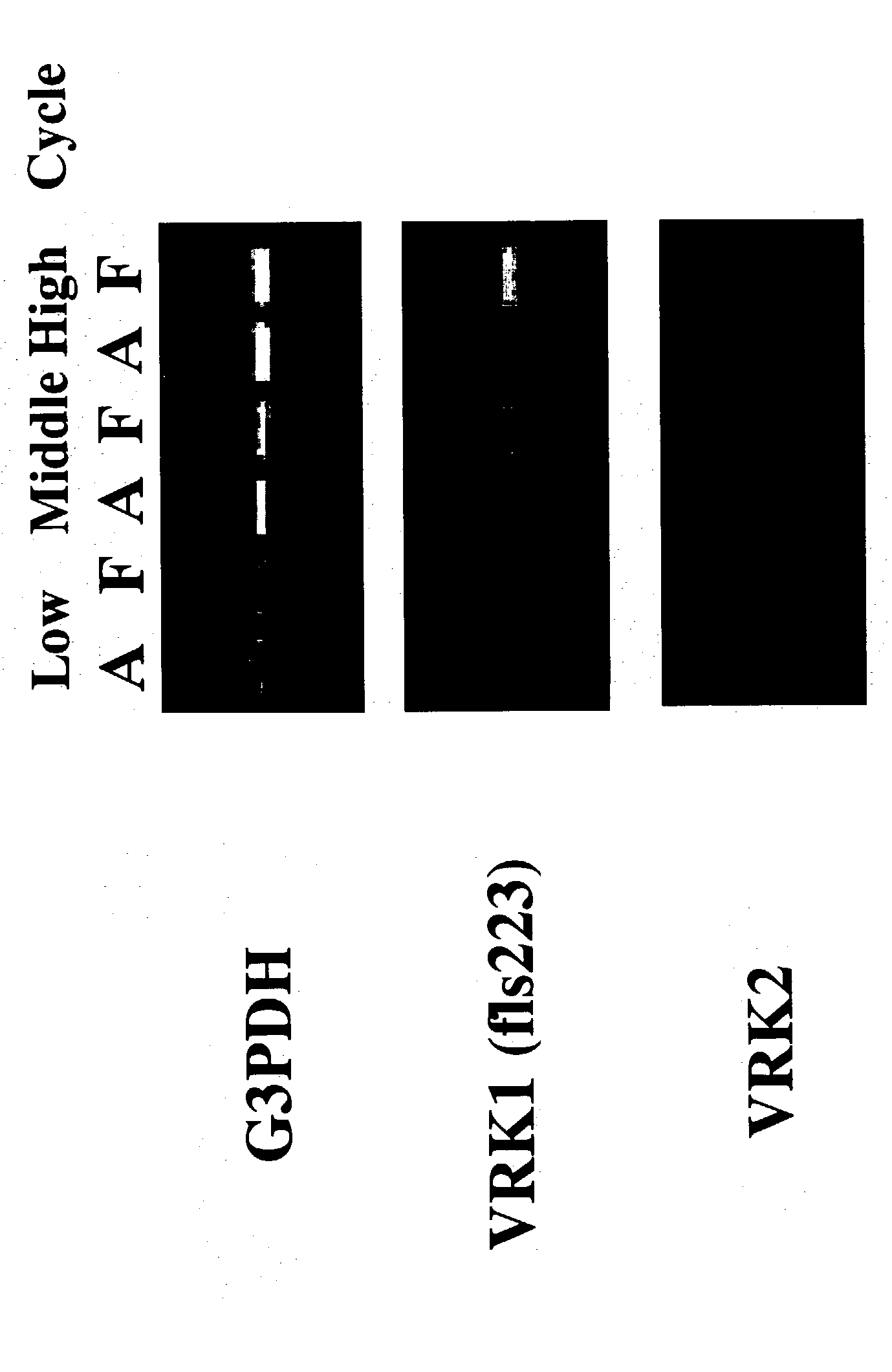 Novel serine-threonine kinase gene