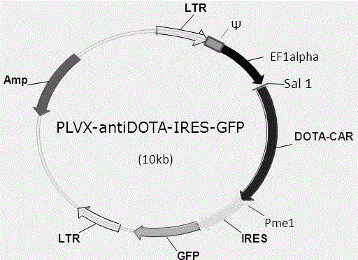 Anti-DOTA chimeric antigen receptor-modified T cells and anti-tumor applications thereof