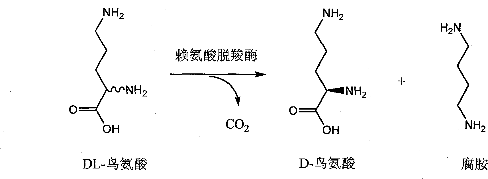 Chiral method for preparing D-ornithine and putrescine or derivatives thereof