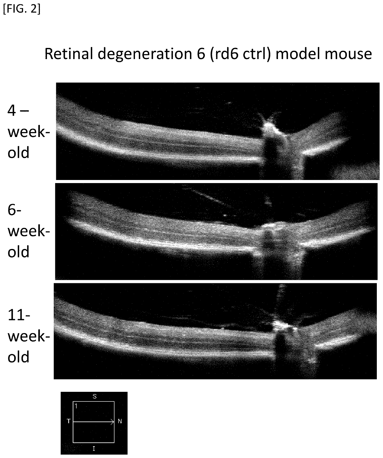 METHOD FOR OBTAINING RETINAL DEGENERATION (rd) MODEL MOUSE HAVING LOW RISK OF CAUSING RETINAL DETACHMENT