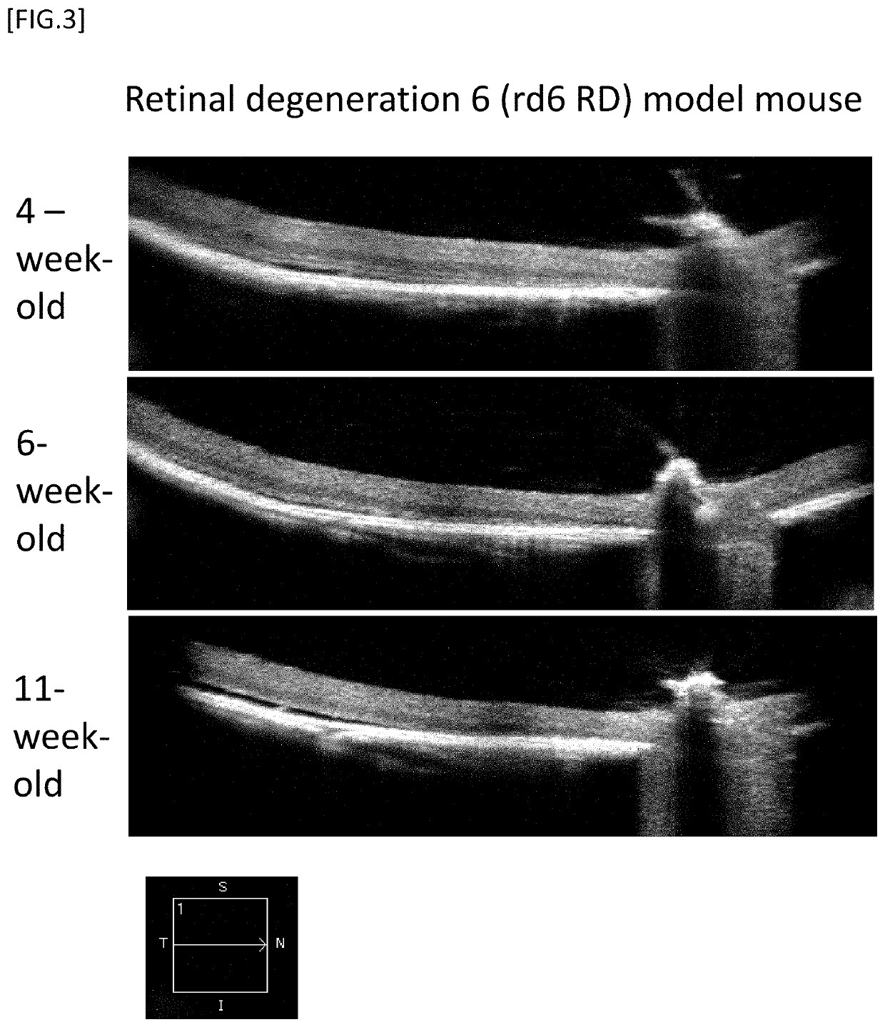 METHOD FOR OBTAINING RETINAL DEGENERATION (rd) MODEL MOUSE HAVING LOW RISK OF CAUSING RETINAL DETACHMENT