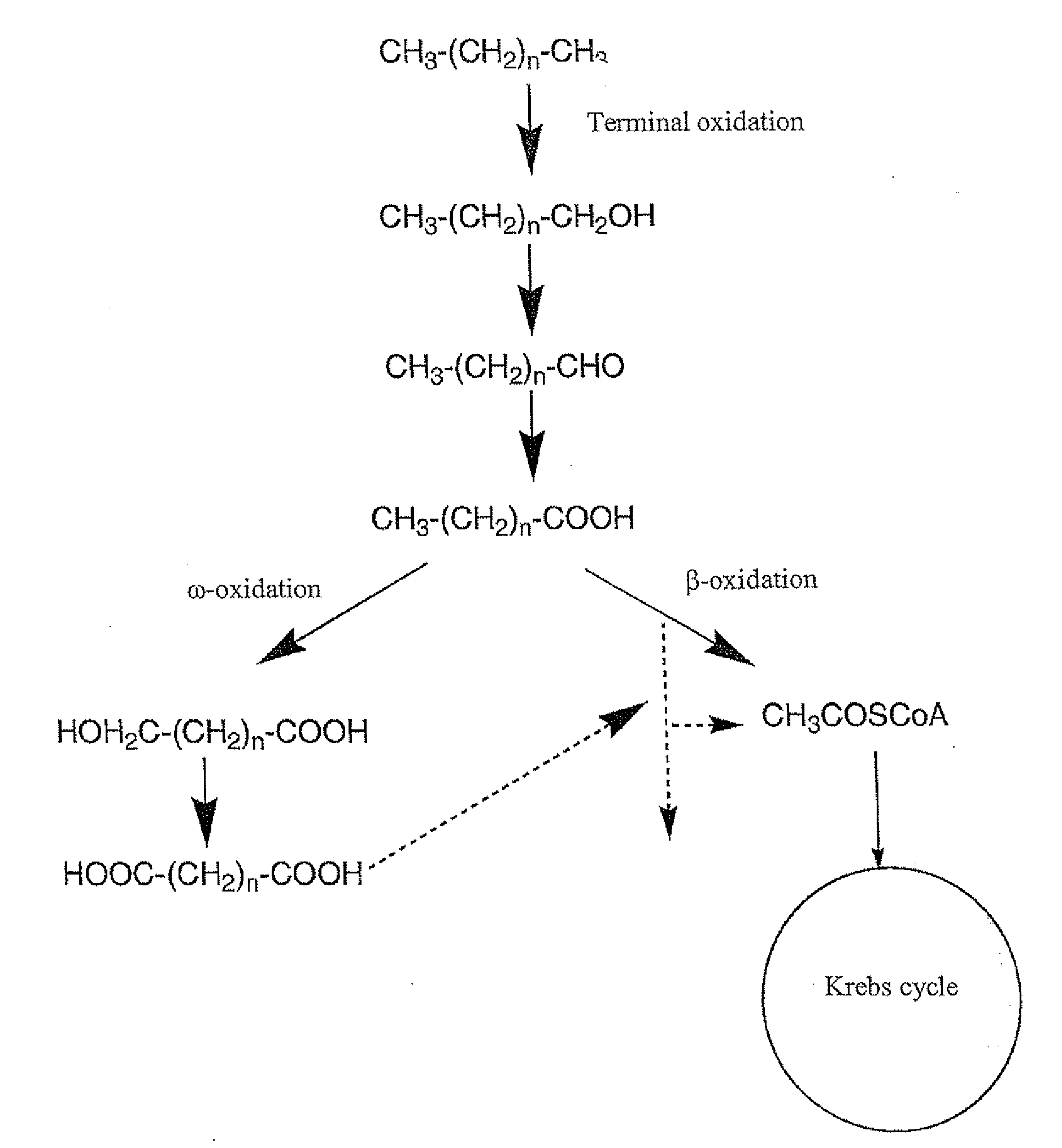 Production of dicarboxylic acids by improved mutant strains of yarrowia lipolytica