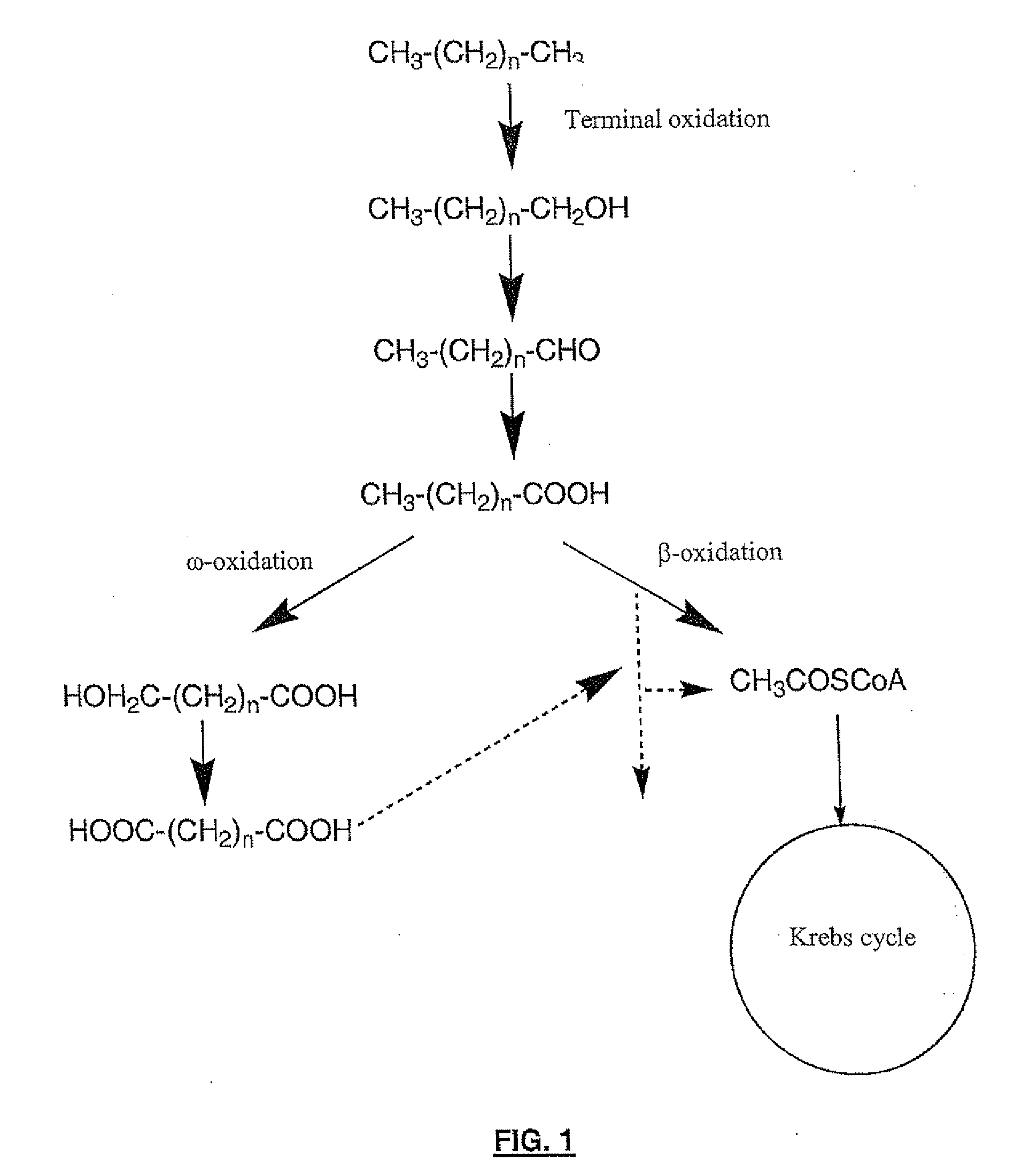 Production of dicarboxylic acids by improved mutant strains of yarrowia lipolytica