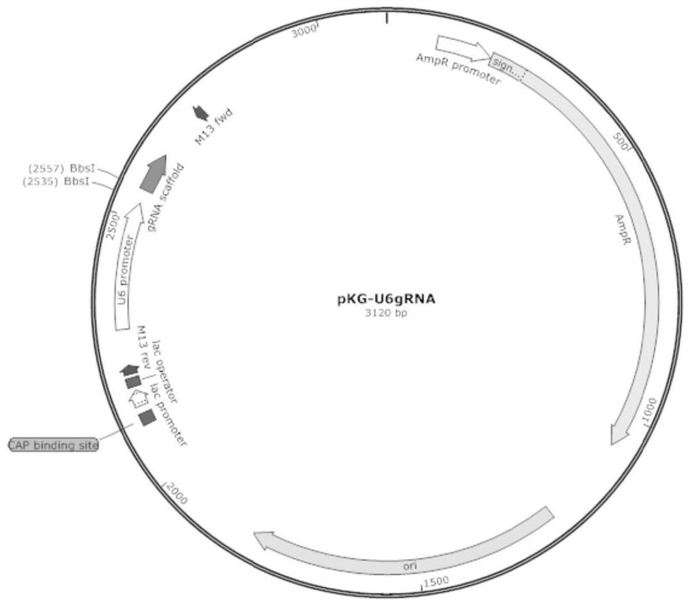 Recombinant cell with IL2RG gene and ADA gene knocked out jointly and application of recombinant cell in preparation of immunodeficient swine model