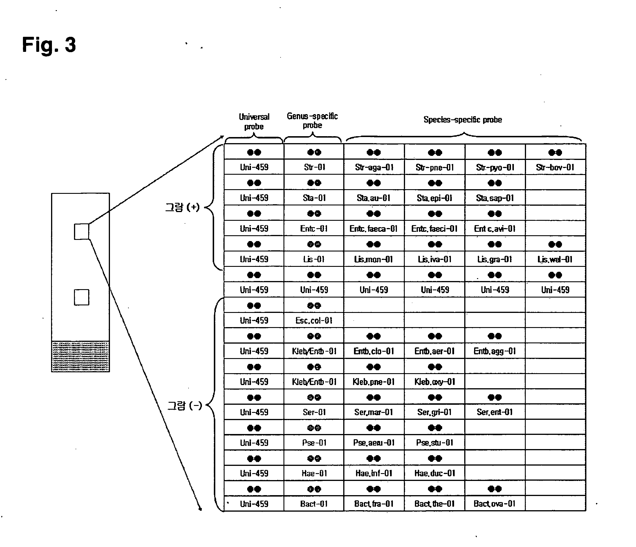 Oligonucleotide for Detection of Bacteria Associated with Sepsis and Microarrays and Method for Detection of the Bacteria Using the Oligonucleotide