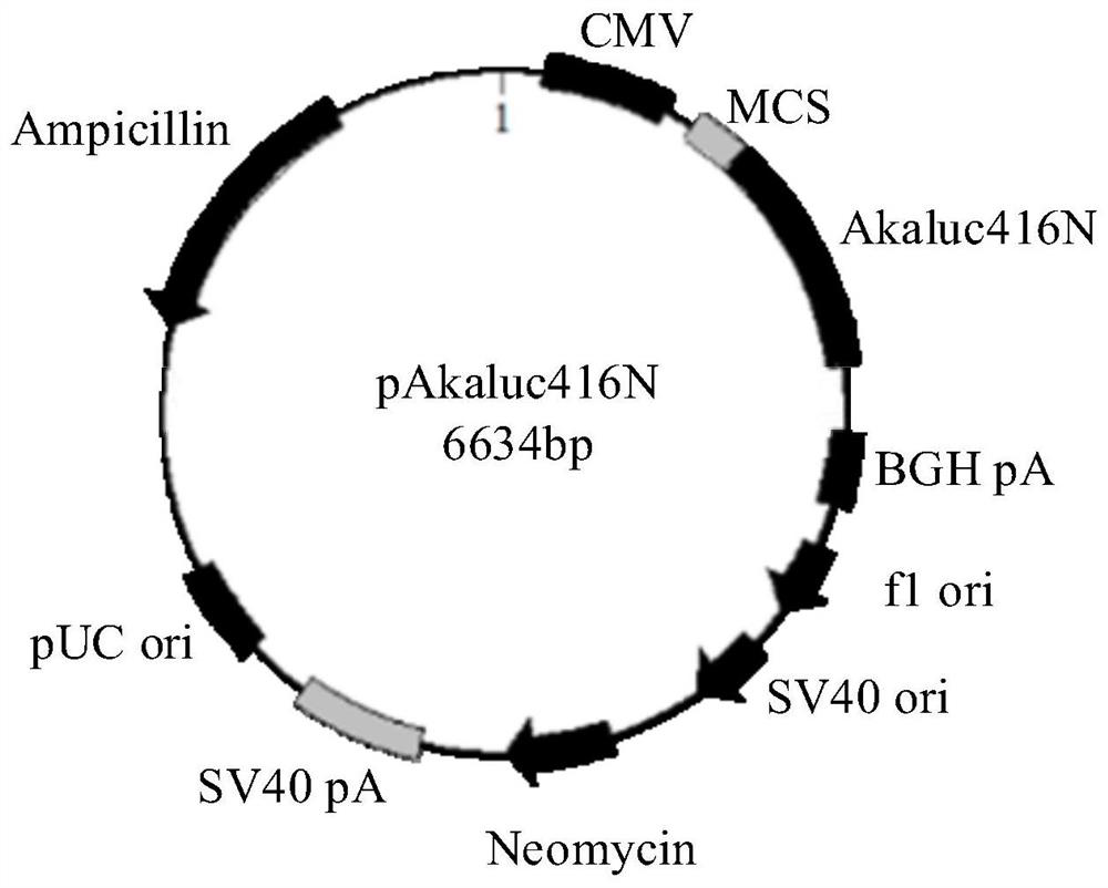 Protein fragment complementary system based on split luciferase Akaluc and construction method thereof