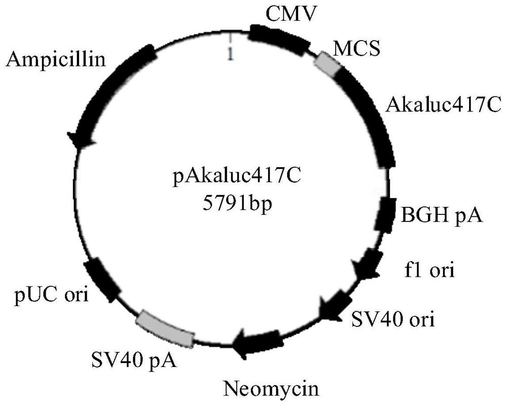 Protein fragment complementary system based on split luciferase Akaluc and construction method thereof