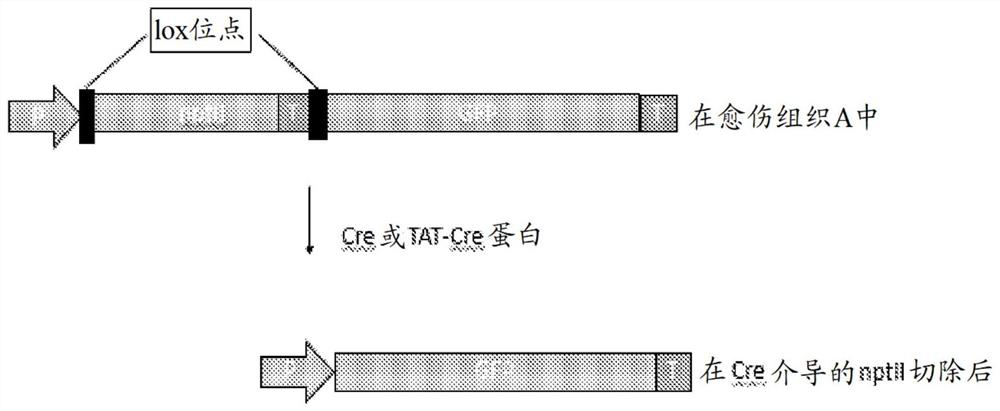 Compositions and methods for transferring biomolecules to wounded cells