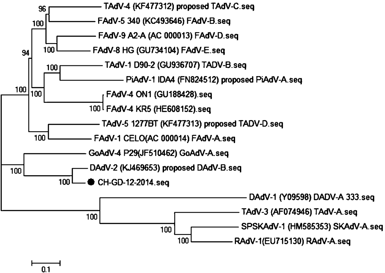 Inactivated vaccine strain CH-GD-12-2014 against duck adenovirus type 3