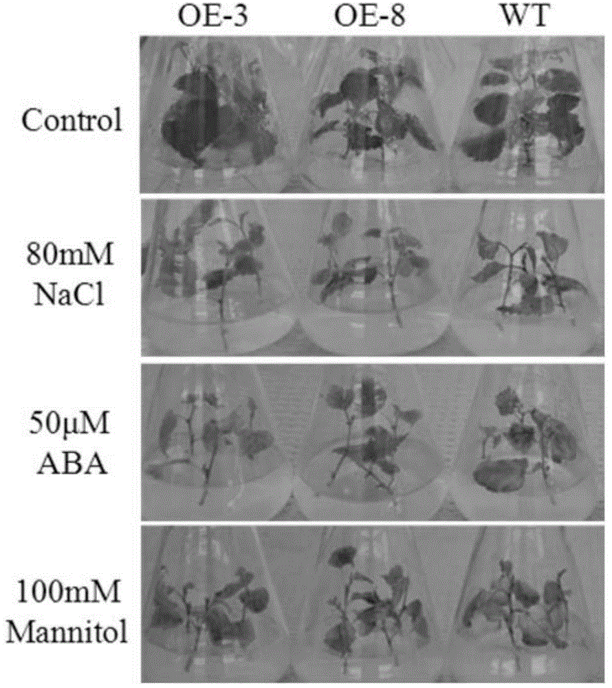 Transcription factor capable of improving stress resistance of white birch and protein encoded by transcription factor