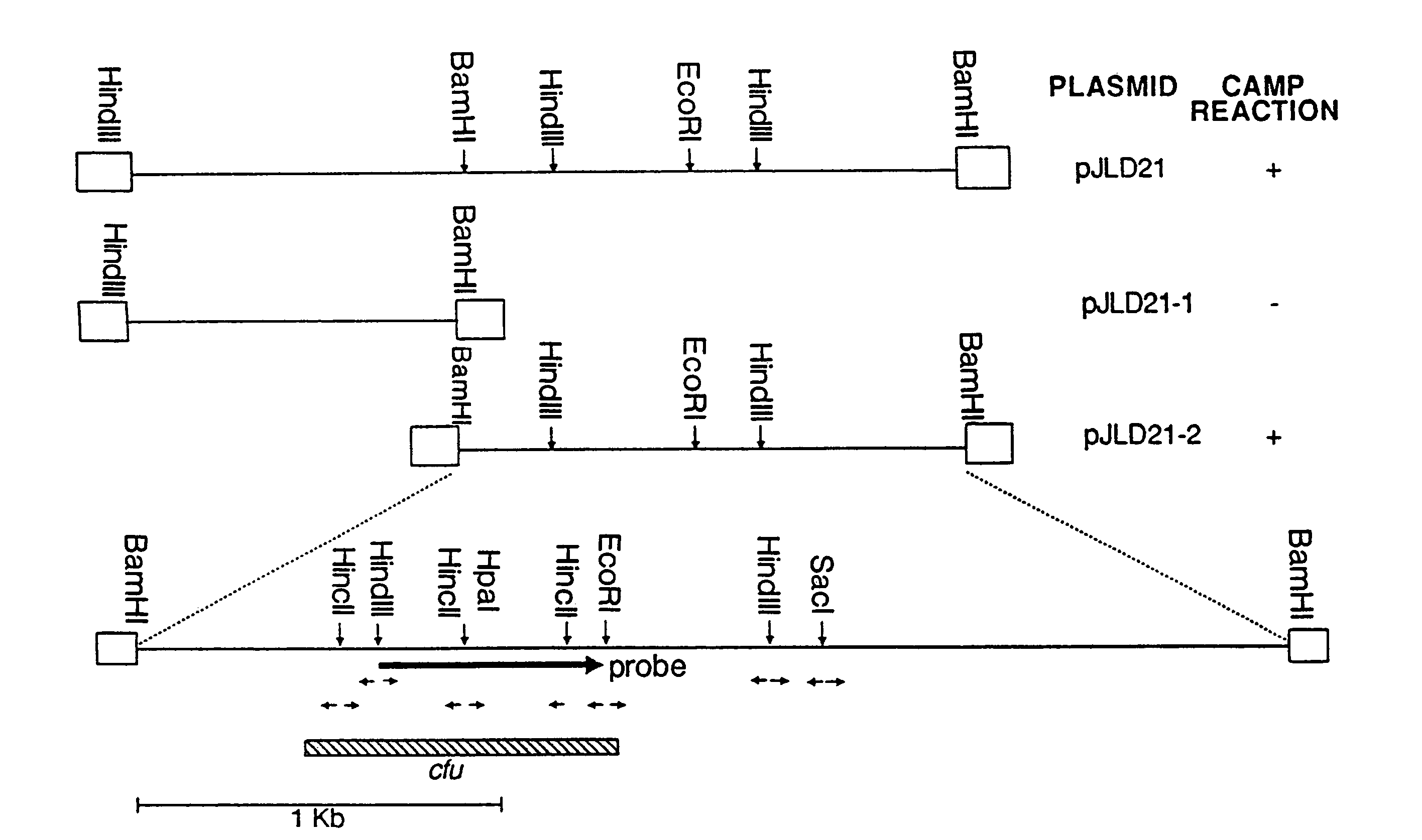 Camp factor of Streptococcus uberis