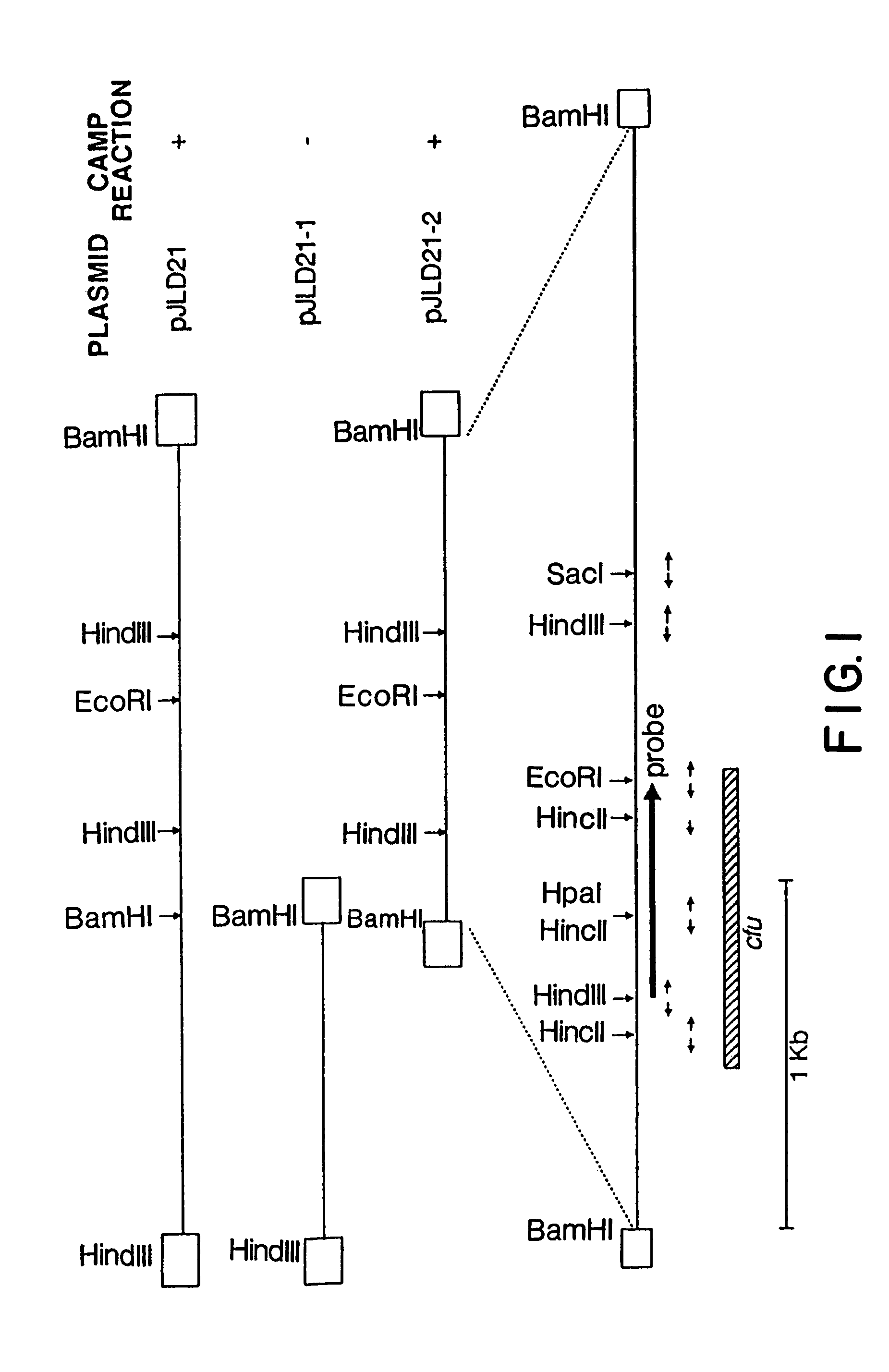 Camp factor of Streptococcus uberis