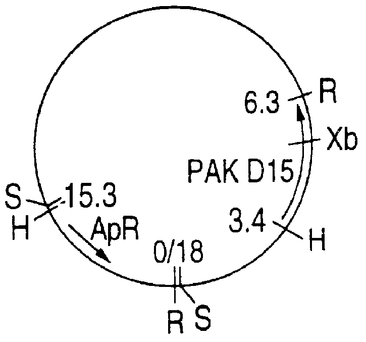 Haemophilus outer membrane protein