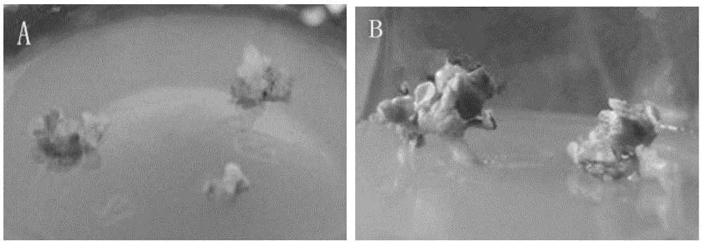 Method for quickly and efficiently obtaining free microspores of Brassica vegetables and cultivating regenerated plants