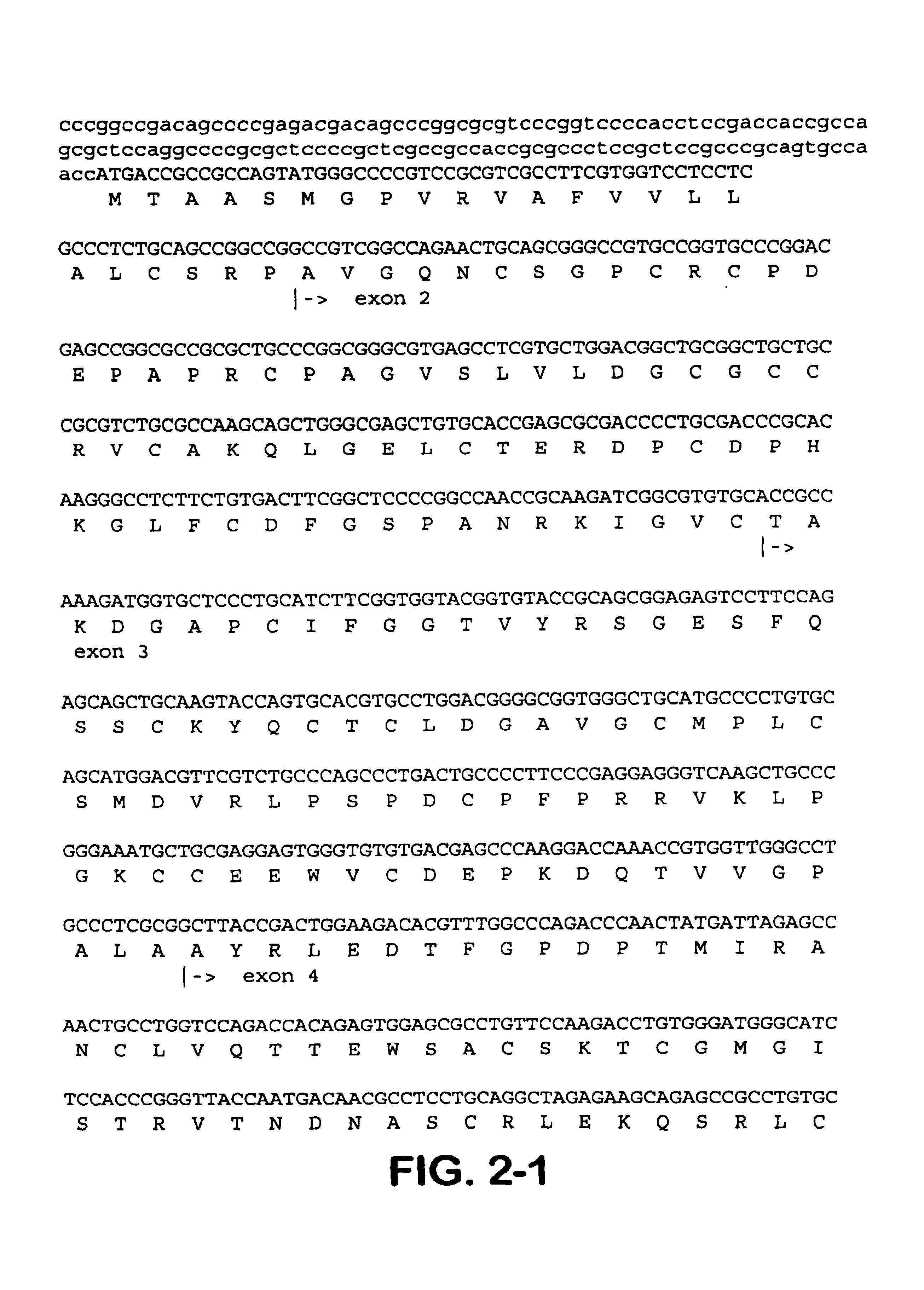 Connective tissue growth factor fragments and methods and uses thereof