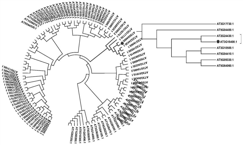 Recombinant vector, transformant, primer for amplifying AtNAC58 gene as well as preparation method and application of primer