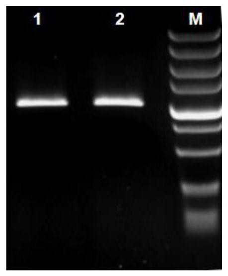 Recombinant vector, transformant, primer for amplifying AtNAC58 gene as well as preparation method and application of primer