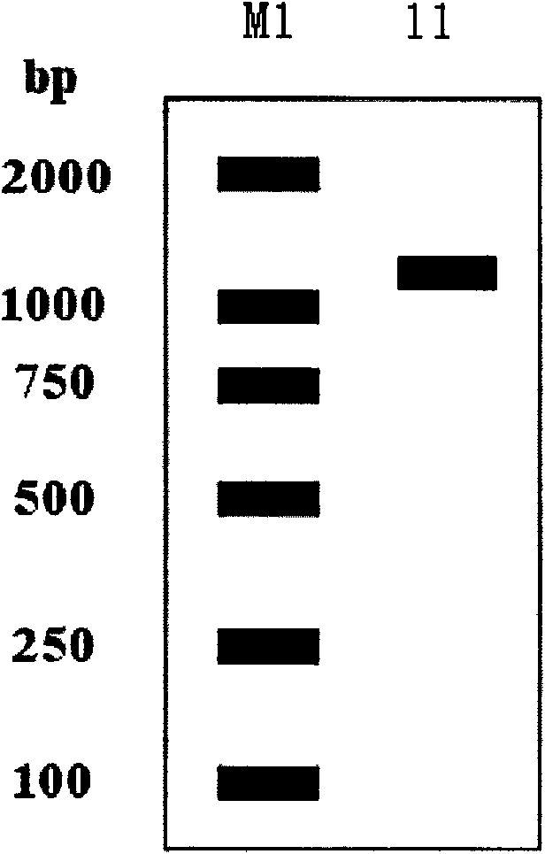 Tea tree cytoplasmic malate dehydrogenase gene and encoding protein thereof