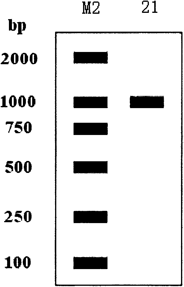 Tea tree cytoplasmic malate dehydrogenase gene and encoding protein thereof