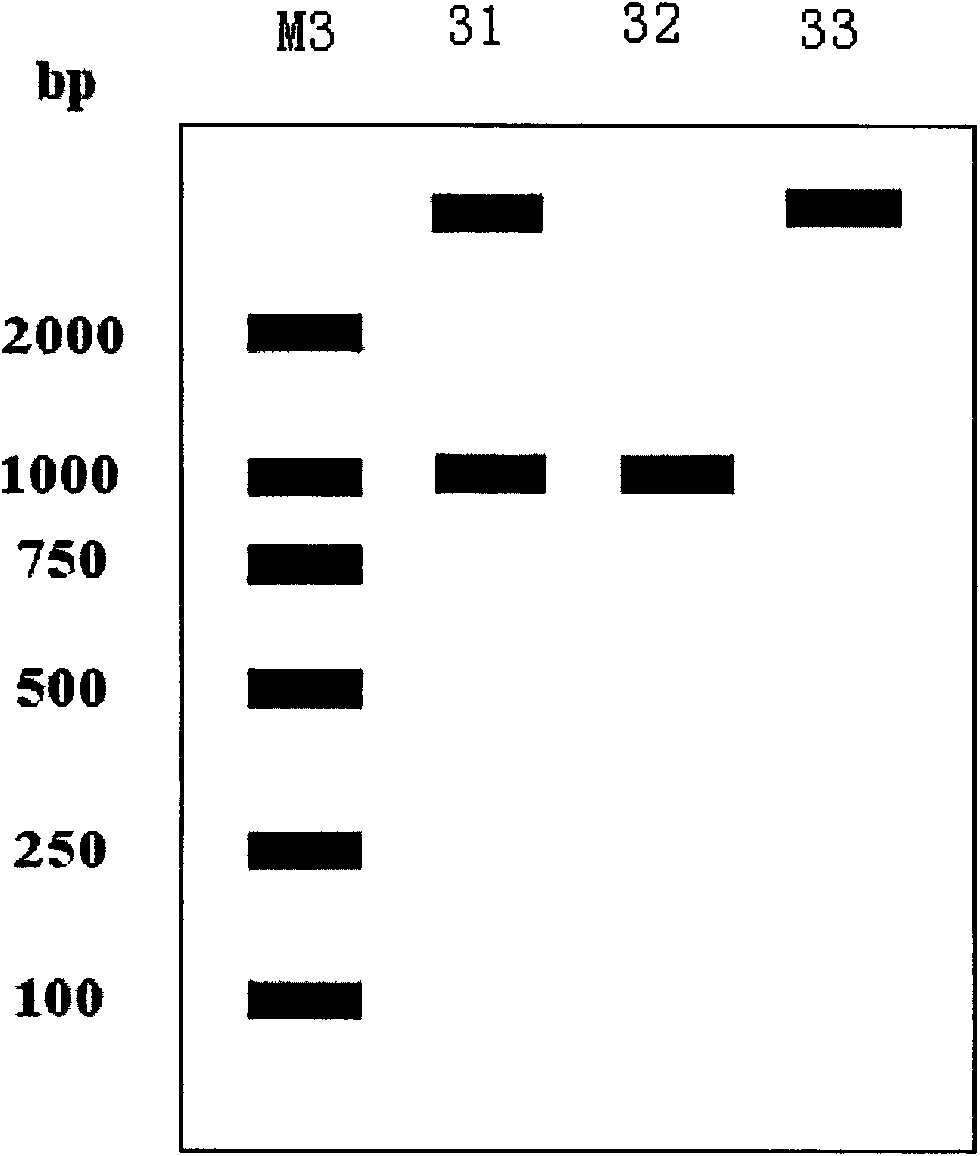 Tea tree cytoplasmic malate dehydrogenase gene and encoding protein thereof