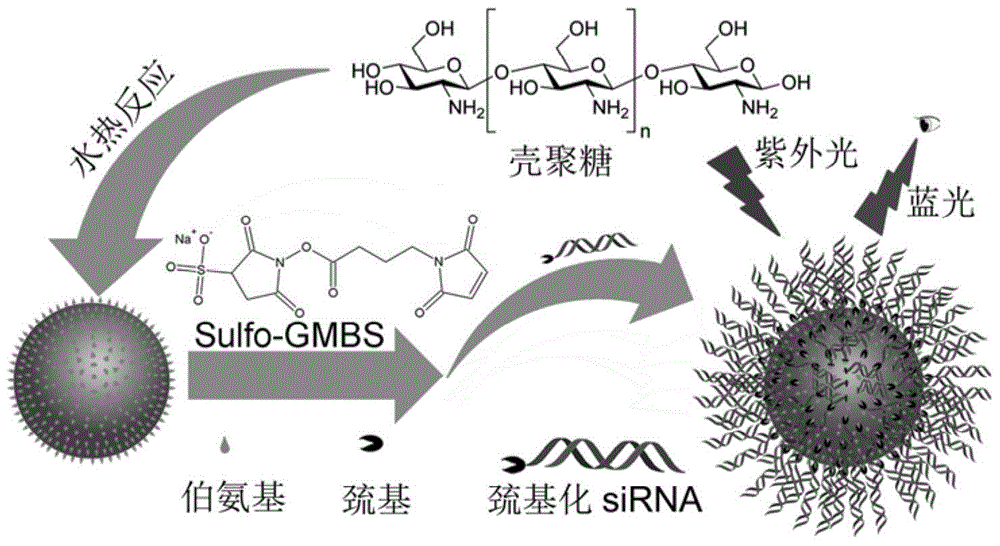 FCN (Fluorescent carbon nano-particle) based visual spherical nucleic acid as well as preparation method and application thereof