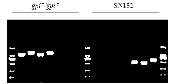 Candida albicans attenuated live vaccine as well as preparation method and application thereof