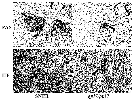 Candida albicans attenuated live vaccine as well as preparation method and application thereof