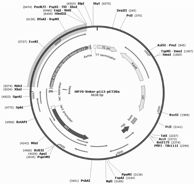 Mycoplasma ovipneumoniae HSP70-P113 fusion protein with immunogenicity