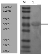 Mycoplasma ovipneumoniae HSP70-P113 fusion protein with immunogenicity