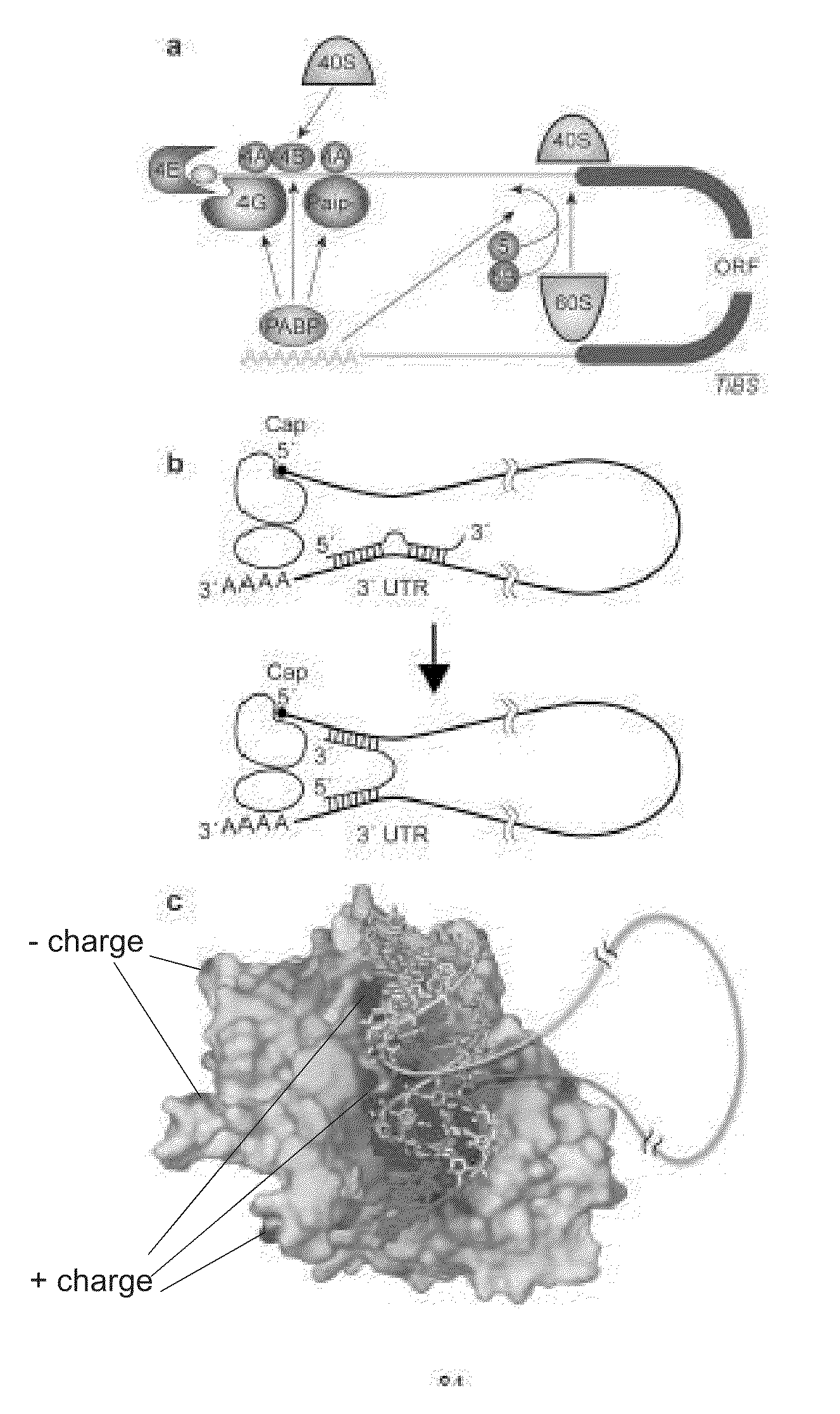 miRNA Target Prediction