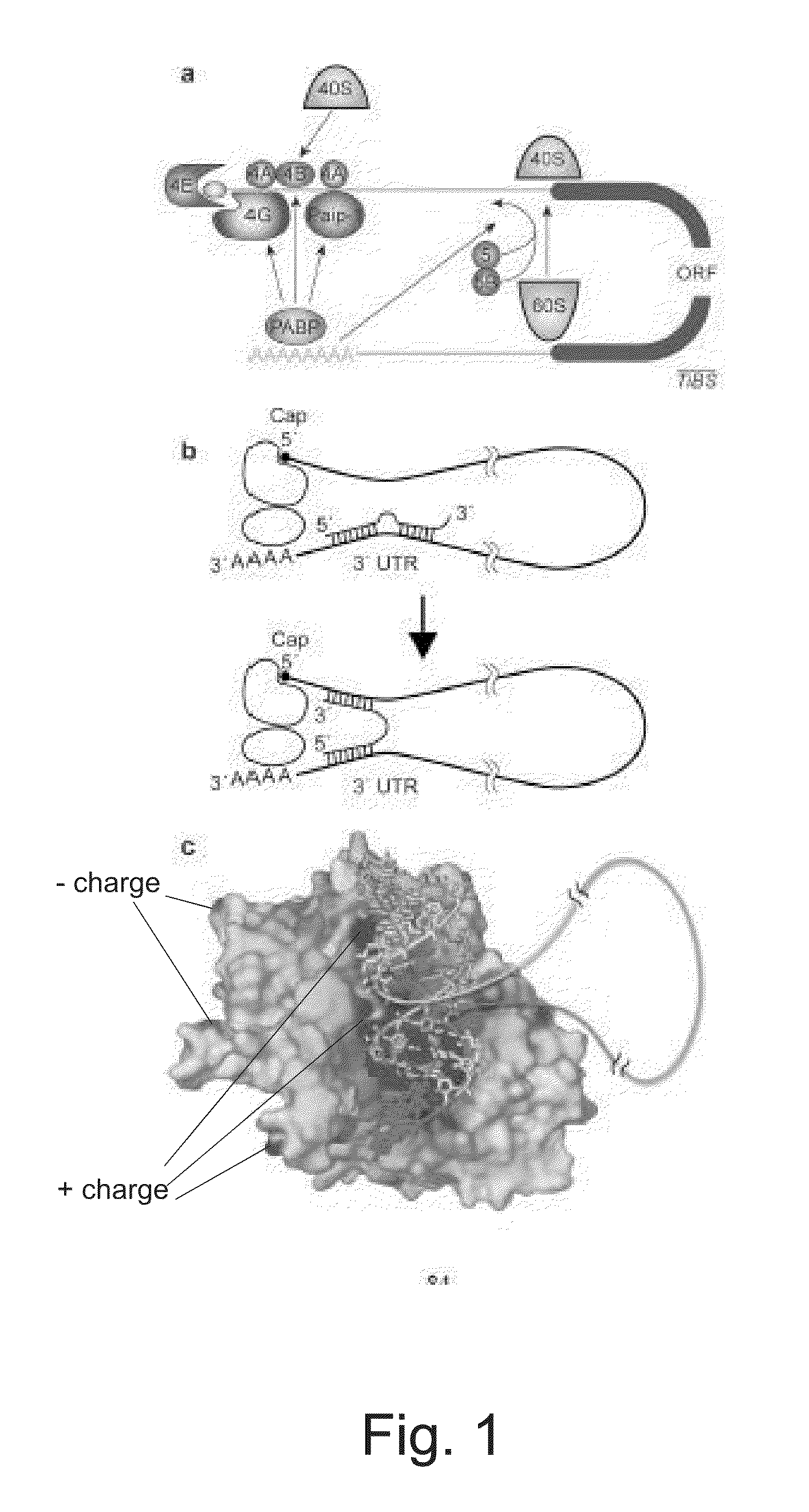 miRNA Target Prediction