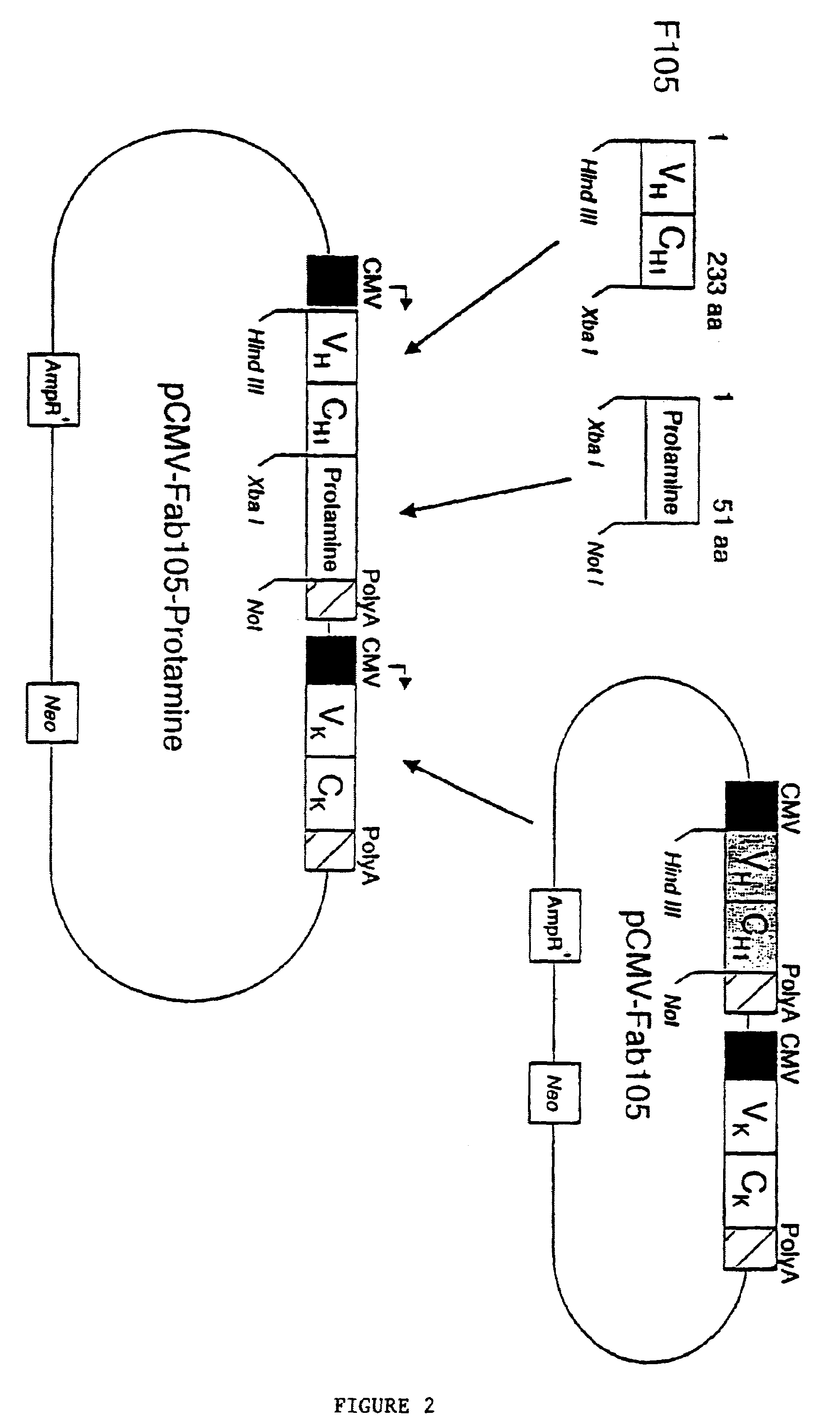 Nucleic acid delivery system, methods of synthesis and use thereof