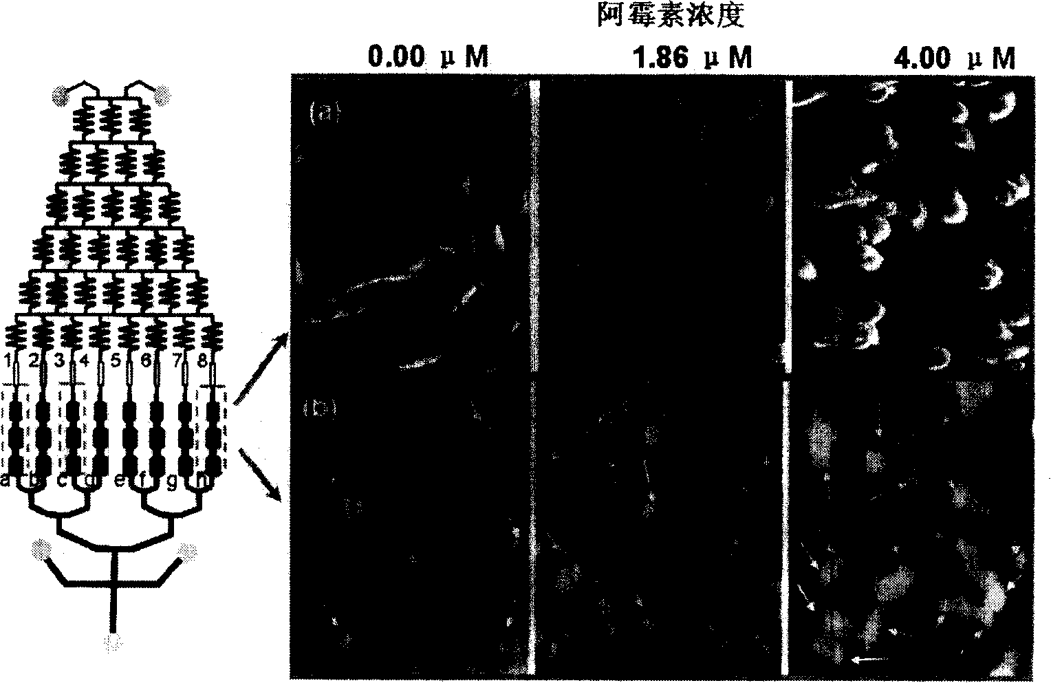 Integration micro flow control chip used for apoptosis research and application thereof