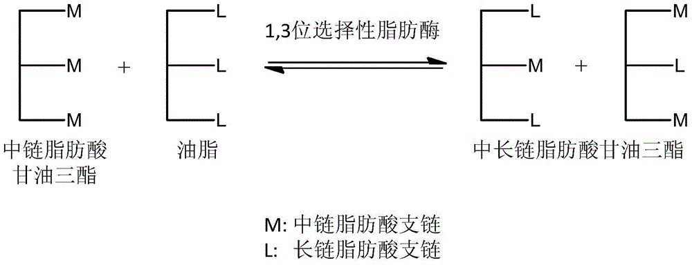 Method for preparing medium- and long-chain triglyceride by virtue of packed bed reactor