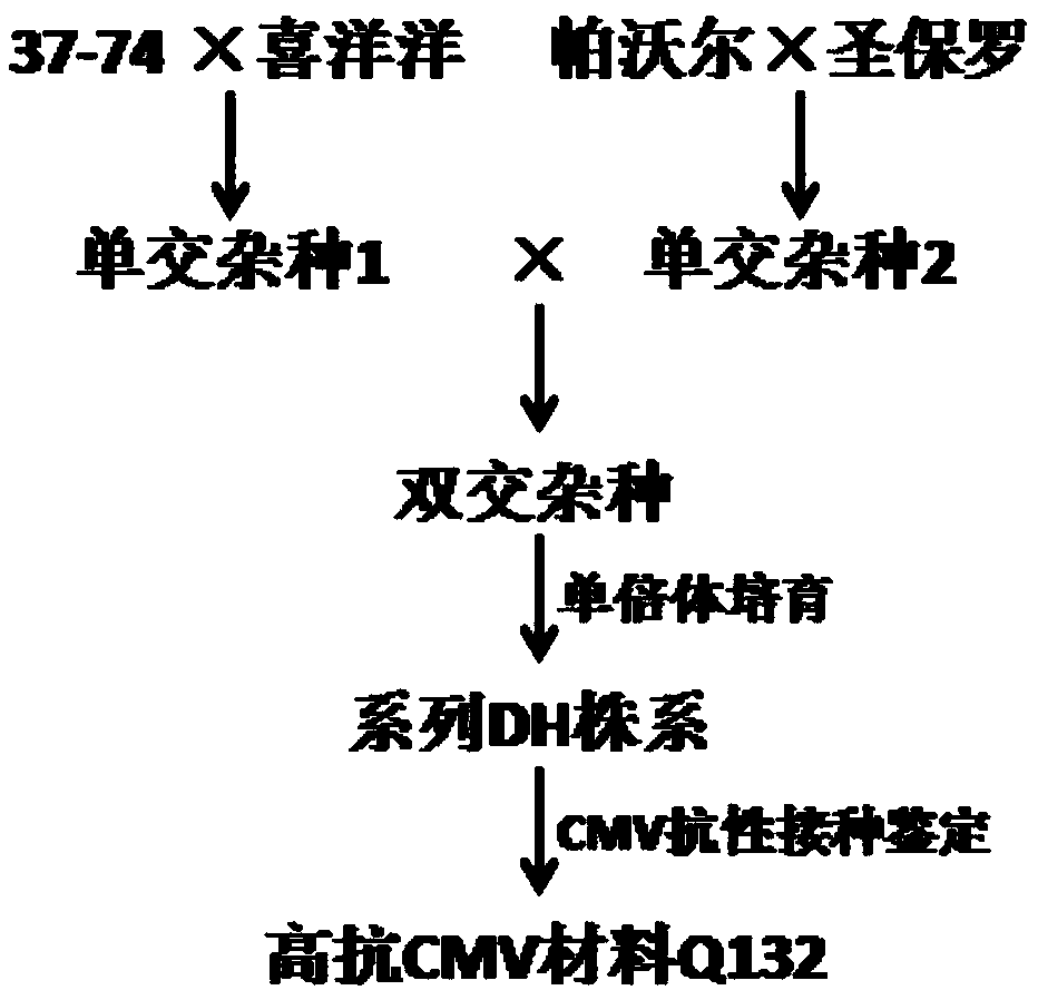 Molecular marker GI1354 closely linked with pepper CMV resistance gene and acquisition and application