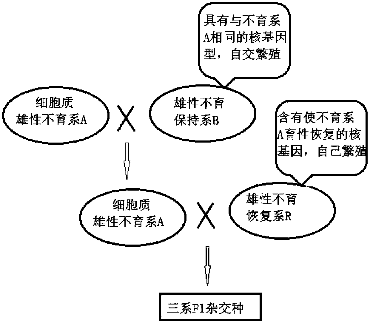 Method for utilizing plant heterosis