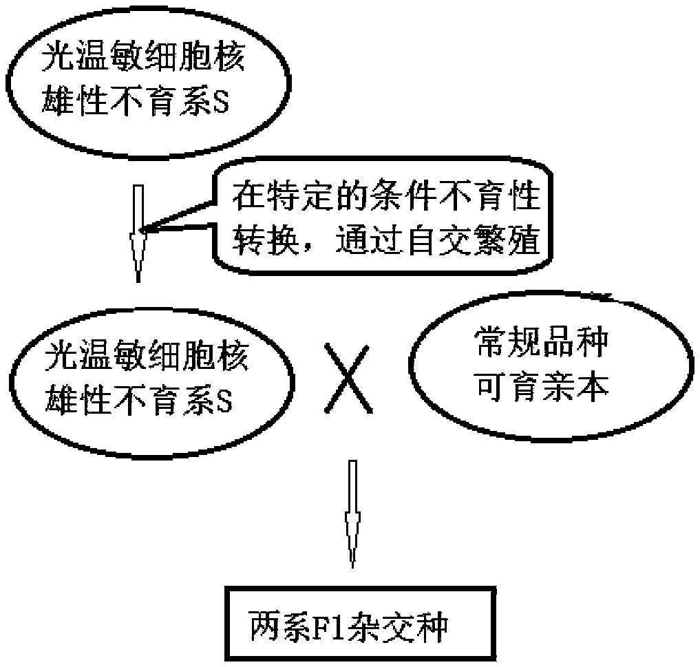 Method for utilizing plant heterosis