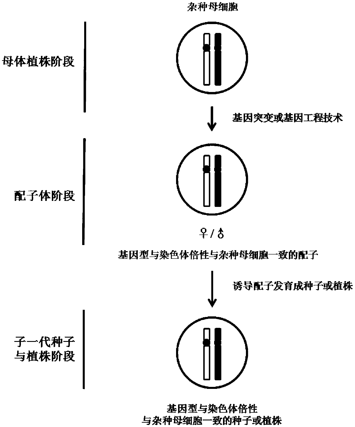 Method for utilizing plant heterosis