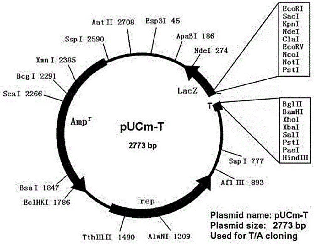 CTLA-4 gene armored RNA standard substance and applications thereof