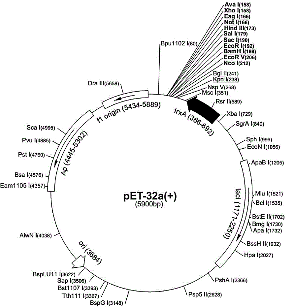 CTLA-4 gene armored RNA standard substance and applications thereof