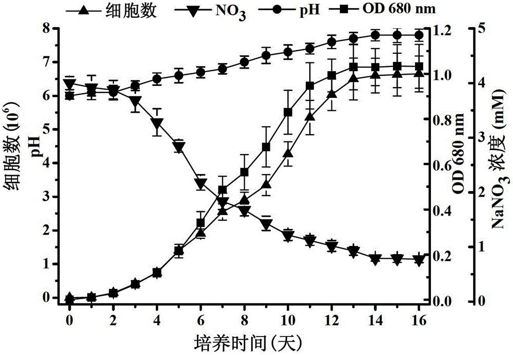 Scenedesmus obliquus producing self-flocculation substance, and application of the same in microalgae harvesting