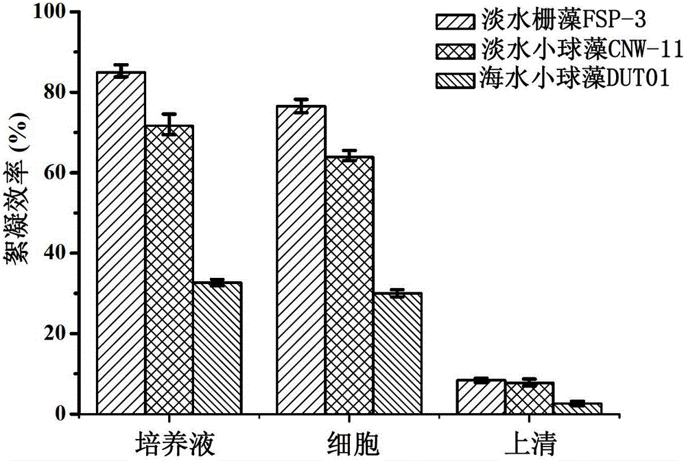 Scenedesmus obliquus producing self-flocculation substance, and application of the same in microalgae harvesting