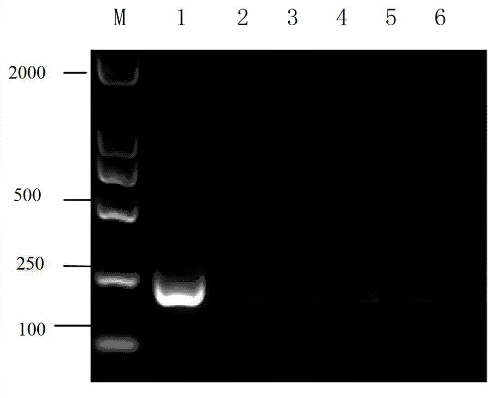 Method for detecting shrimp white spot disease virus based on liquid chip